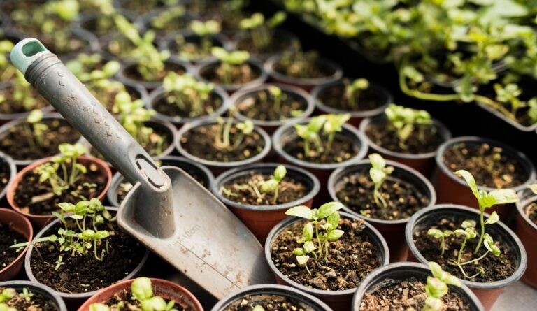 משתלות מומלצות באזור השרון – מבט על עולם הגינון המקומי